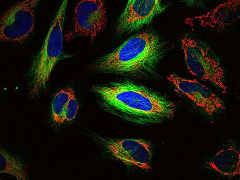 Fluorescence Imaging Products .